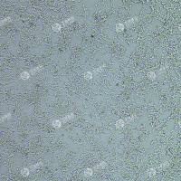 FLUC-人胚肾细胞(2v6.11)