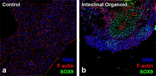 类器官研究四大细胞因子