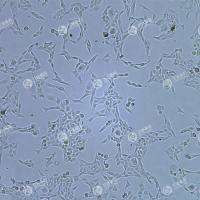 FLUC-中国仓鼠肺细胞(V79)