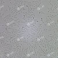 FLUC-大鼠肾脏细胞(NRK-49F)