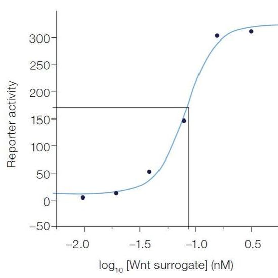 Wnt Surrogate-Fc Fusion Recombinant Protein