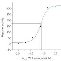 Wnt Surrogate-Fc Fusion Recombinant Protein