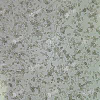 FLUC-小鼠结肠腺癌细胞(MC38)