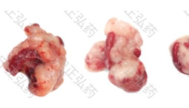 胰腺癌体细胞基因编辑小鼠模型