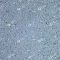 FLUC-人结直肠腺癌上皮细胞(DLD-1)