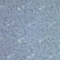 FLUC-人肝癌细胞(HEPG2-C3A)