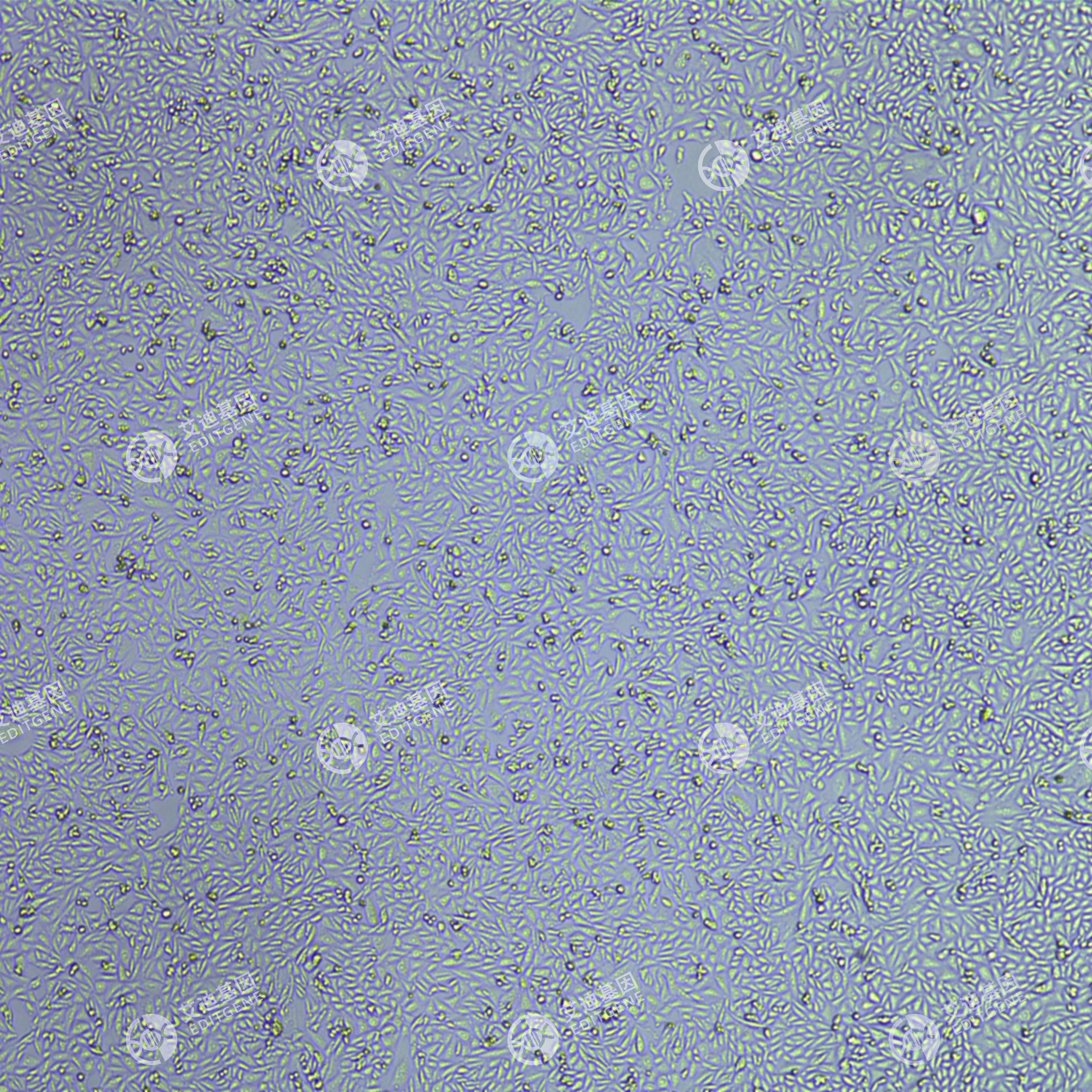 FLUC-中国仓鼠卵巢细胞(CHO-K1)