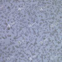 FLUC-永生化小鼠骨髓源巨噬细胞(IBMDM)