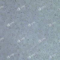 FLUC-人胚肾细胞(293t/17)