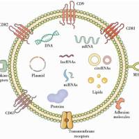 外泌体(Exosomes) 包载溶瘤病毒（OVs）和紫杉醇（PTX）