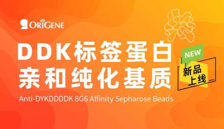 OriGene新品速递｜Anti-DYKDDDDK 8G6 Affinity Sepharose Beads