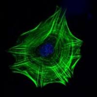 488-Phalloidin 488标记鬼笔环肽（绿色）