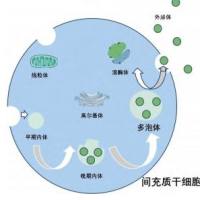 间充质干细胞来源外泌体(MSC-EXO)包载阿霉素(DOX)