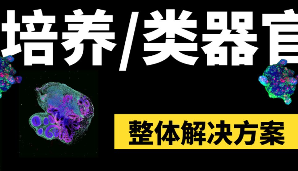 收藏！这四大3D培养/类器官整体解决方案，你需要知道！