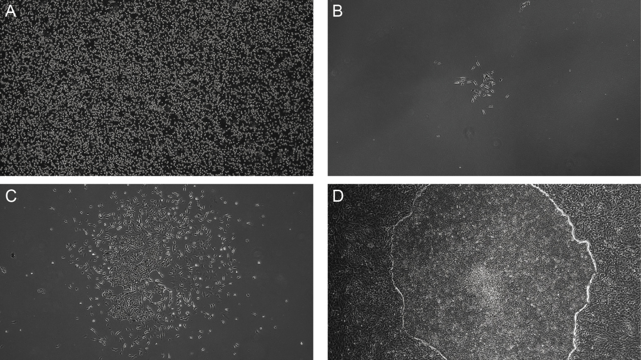 iPSC体外疾病模型研究平台，解锁药物筛选新速度