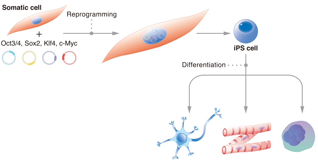 iPSC体外疾病模型研究平台，解锁药物筛选新速度