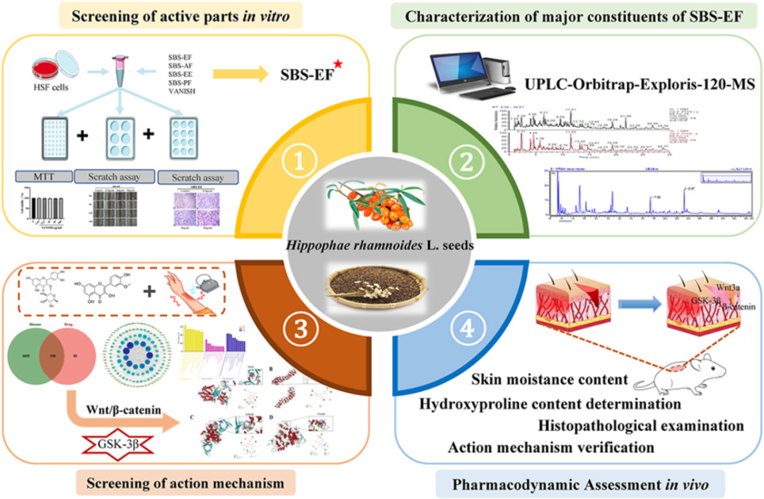 探索沙棘种子乙酸乙酯提取物作为天然愈合剂促进伤口修复的潜在机制！！