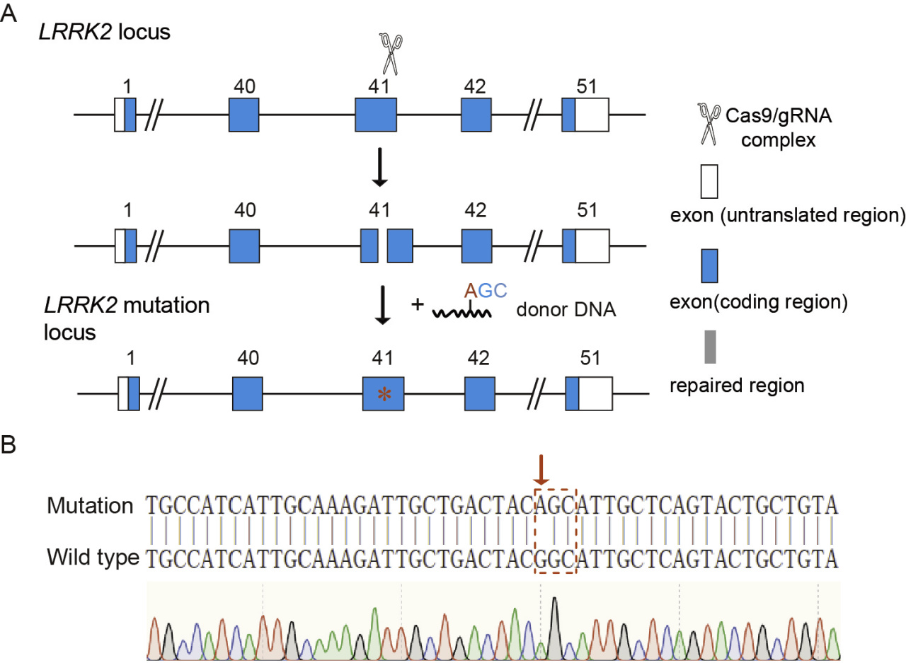 iPSC体外疾病模型研究平台，解锁药物筛选新速度