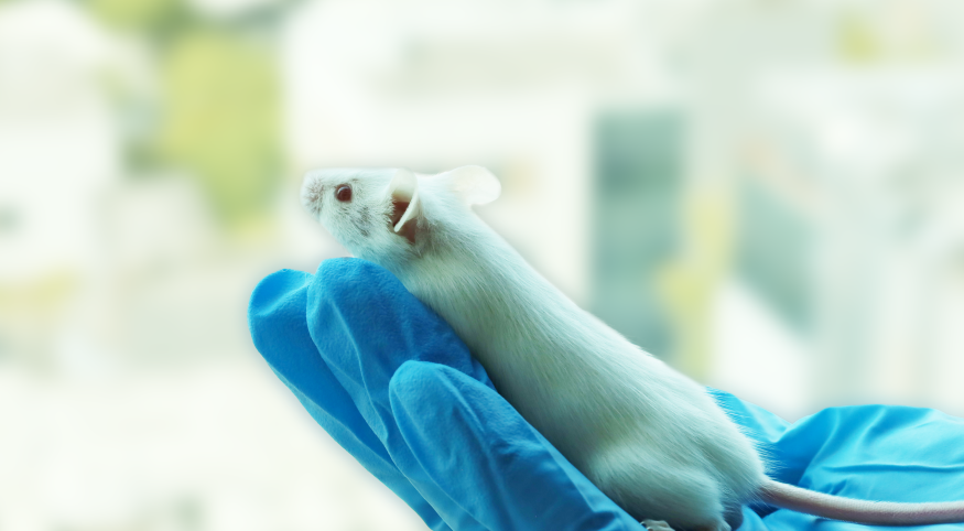 基因编辑小鼠命名宝典