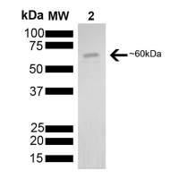 活性重组人HSP60蛋白