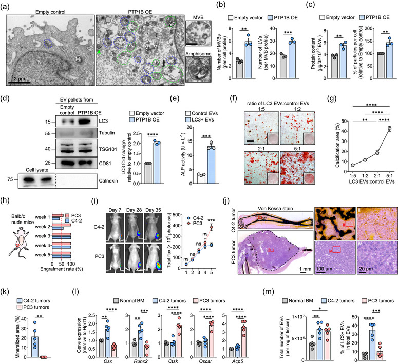 外泌体技术服务 外泌体技术服务