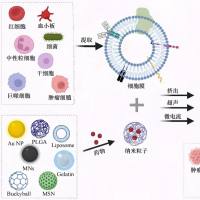 负载Cis的血红蛋白（Hb）纳米粒被PEG修饰