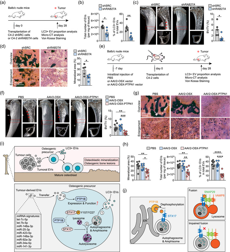 外泌体技术服务 外泌体技术服务