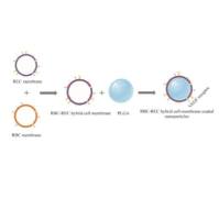 PLGA纳米颗粒被视网膜内皮细胞（REC）膜与人红细胞（RBC）膜的混合细胞膜包裹