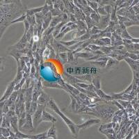 大鼠肝星状细胞