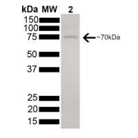 活性重组人HSC70蛋白