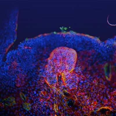 类器官建模服务