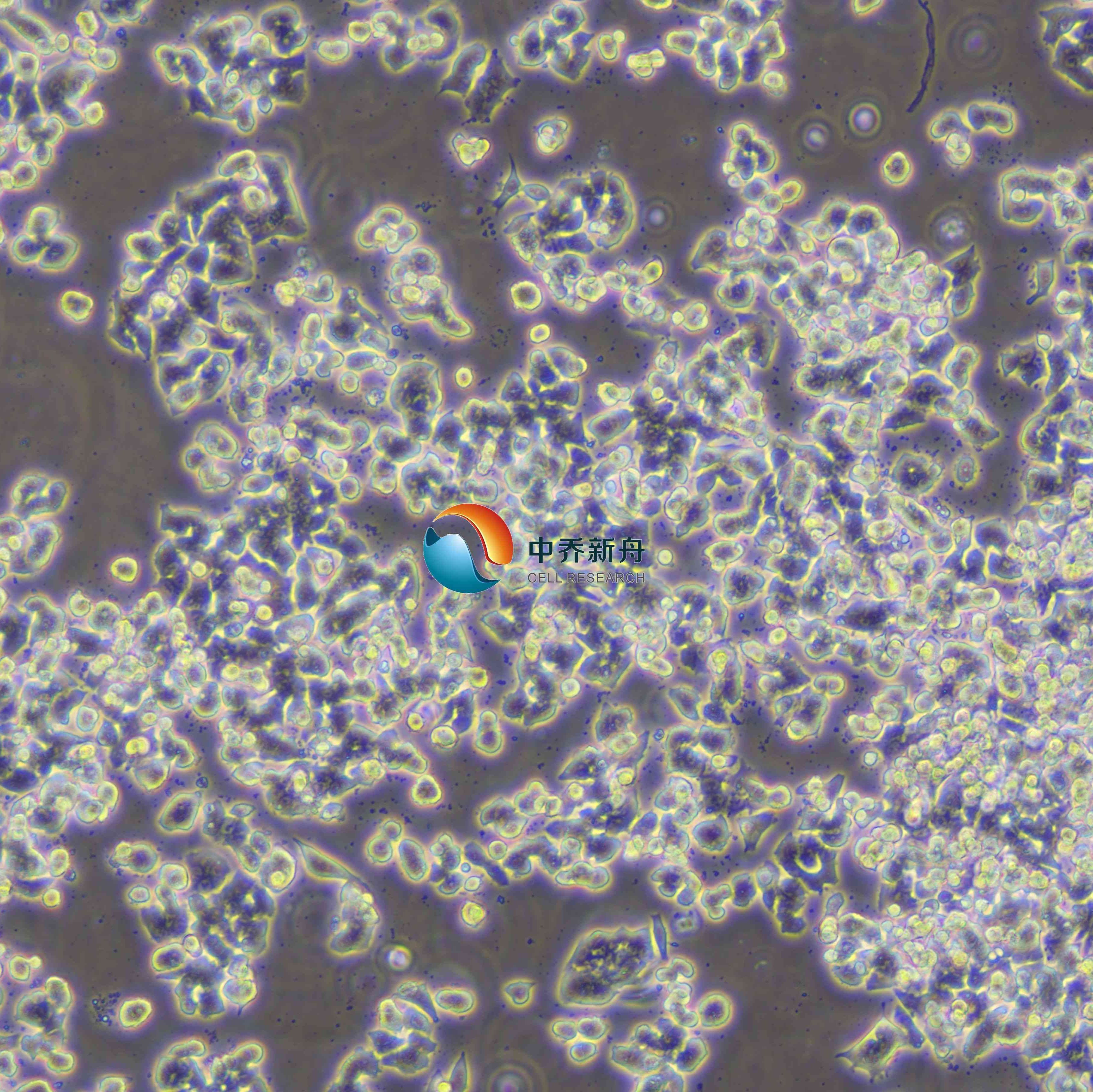 SW48人结肠腺癌细胞