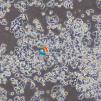 SW48人结肠腺癌细胞