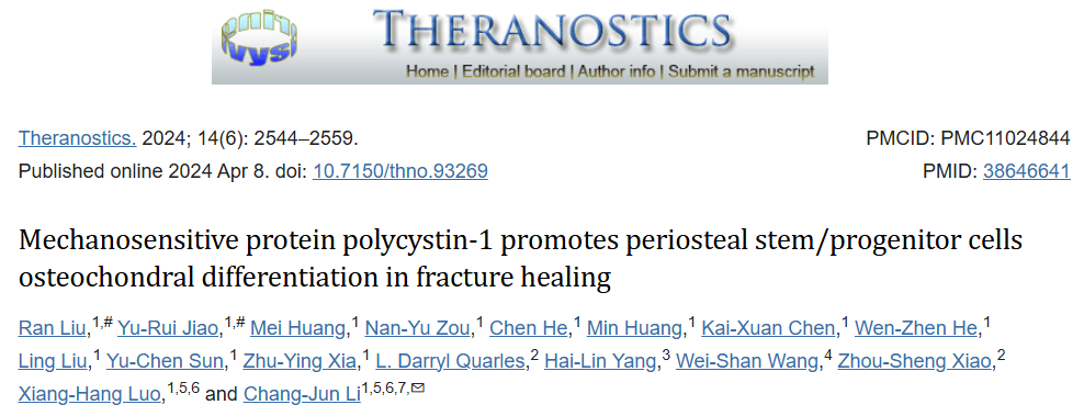 机械敏感的多囊蛋白1促进骨膜干/祖细胞在骨折愈合中的骨软骨分化