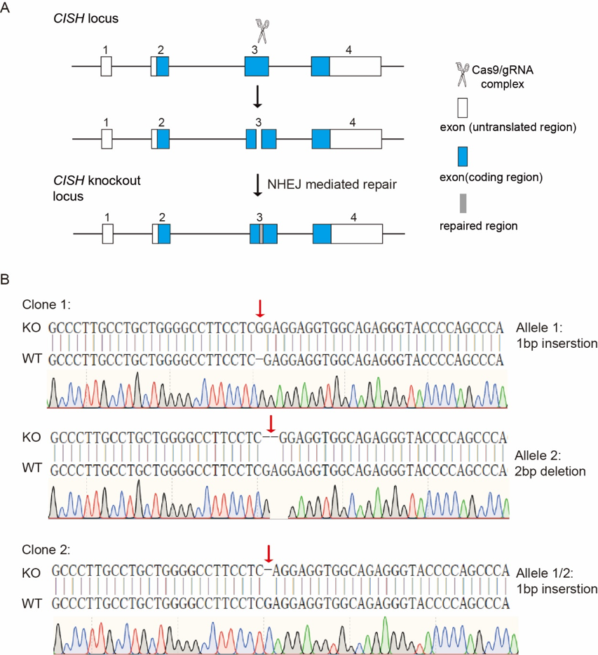 iPSC体外疾病模型研究平台，解锁药物筛选新速度