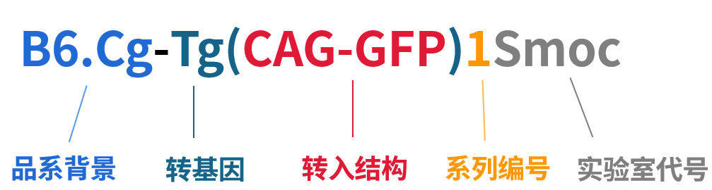 基因编辑小鼠命名宝典