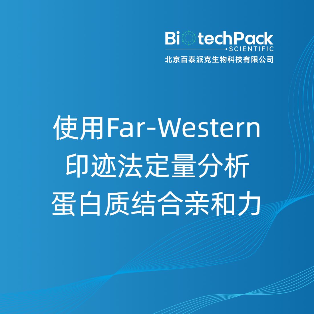 使用Far-Western印迹法定量分析蛋白质结合亲和力