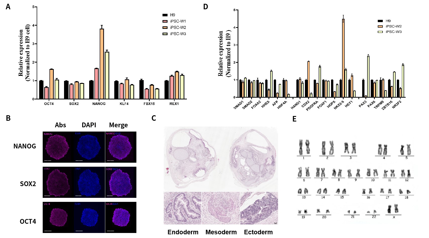 iPSC体外疾病模型研究平台，解锁药物筛选新速度