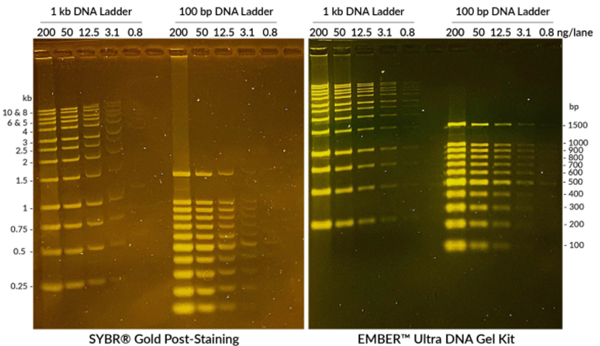 Biotium-EMBER Ultra DNA凝胶试剂盒，抓紧时间，享受优惠
