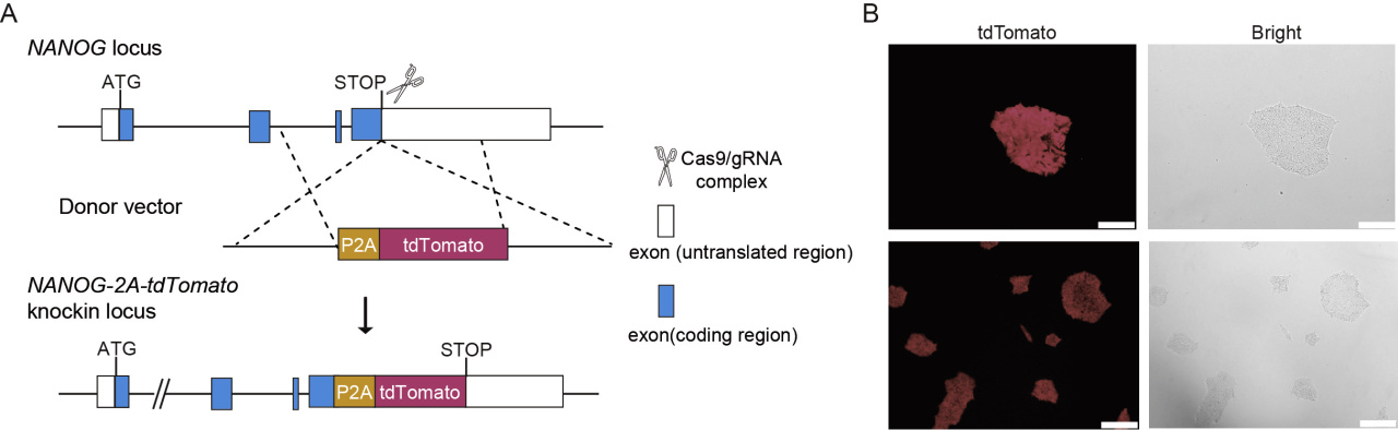 iPSC体外疾病模型研究平台，解锁药物筛选新速度