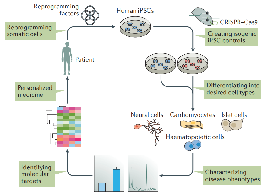 iPSC体外疾病模型研究平台，解锁药物筛选新速度