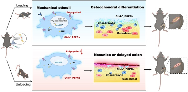 机械敏感的多囊蛋白1促进骨膜干/祖细胞在骨折愈合中的骨软骨分化