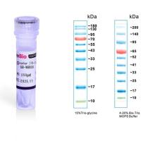 预染蛋白marker（10-180kda）