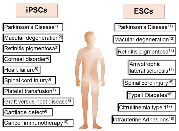 iPSC体外疾病模型研究平台，解锁药物筛选新速度