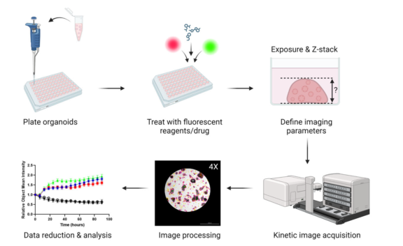 安捷伦携手科研先锋，打造PDO药物筛选高通量解决方案