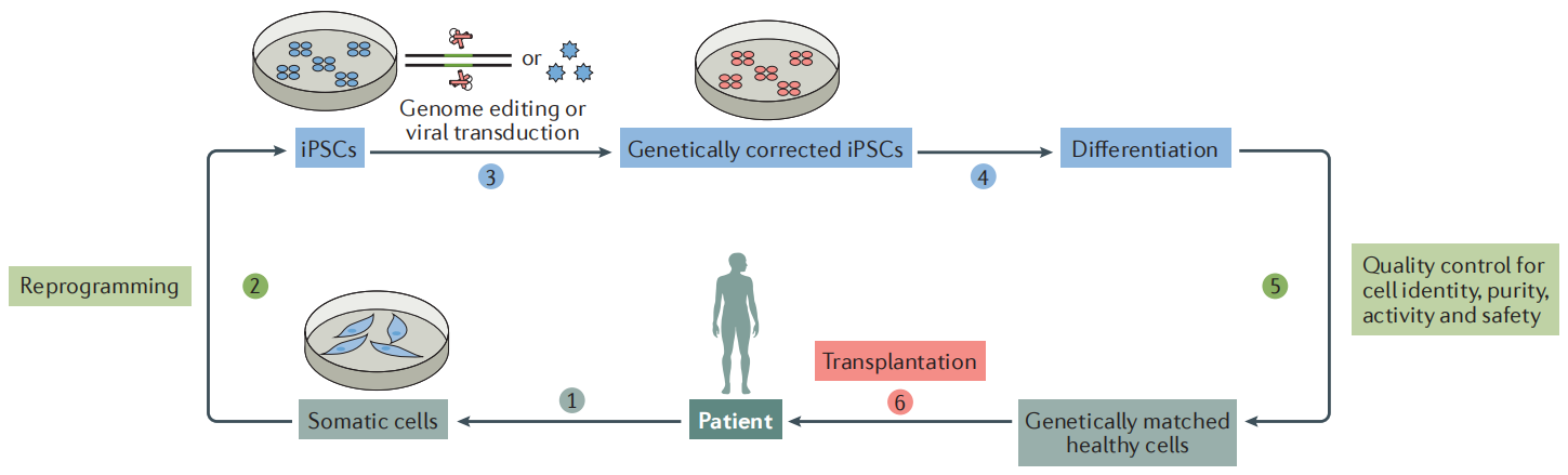 iPSC体外疾病模型研究平台，解锁药物筛选新速度