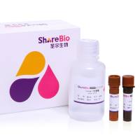 绿色488-Annexin V/PI 细胞凋亡试剂盒