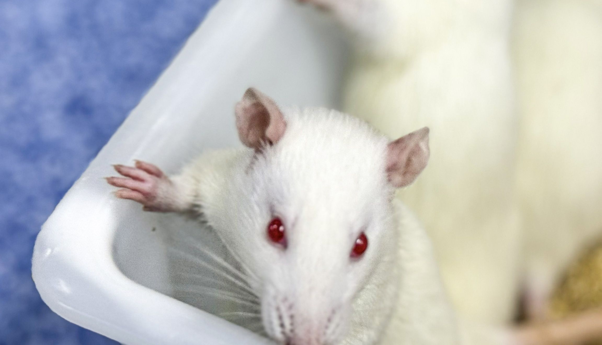 动物模型 | 银屑病小鼠模型