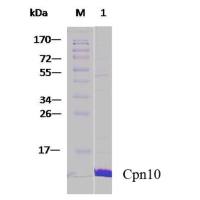 重组人伴侣蛋白10