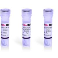 DNA Assembly Mix Plus 无缝克隆试剂盒